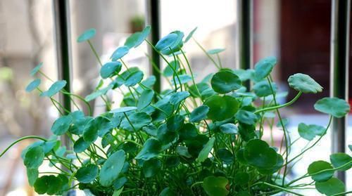 这4种花最“喜水”,水浇多了也不烂根,保证长得更好