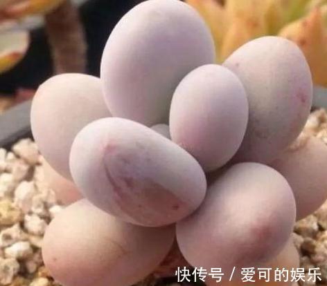 多肉奶酪怎么快速养出群生老桩，注意什么事项