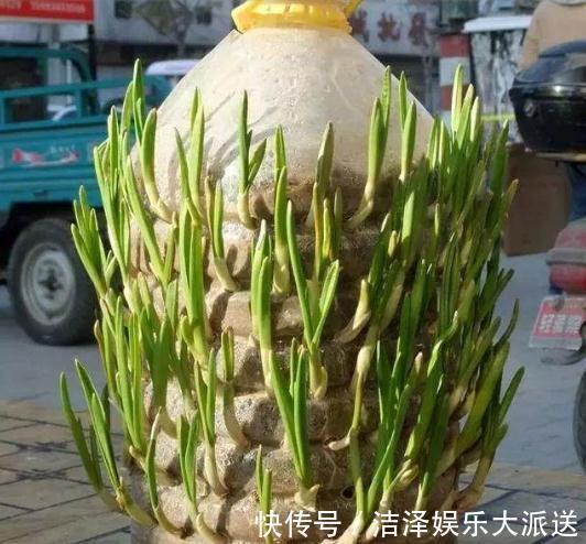“空油桶”不要扔拿来种蔬菜，好养又漂亮，蔬菜多的吃不完！