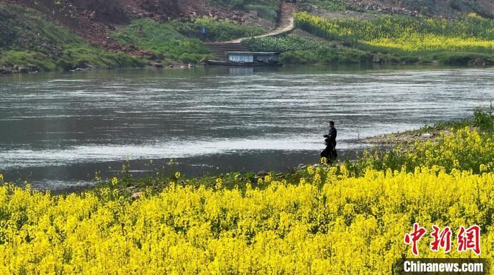 眉山|四川眉山乐山岷江两岸油菜花开引人醉