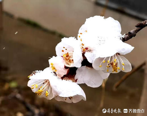 三月一日飞雪浅，杏花含雪分外娇