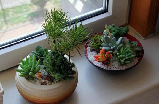 养花就用它来浇,怎么浇都肥,怎么养都好,植物很容易爆盆