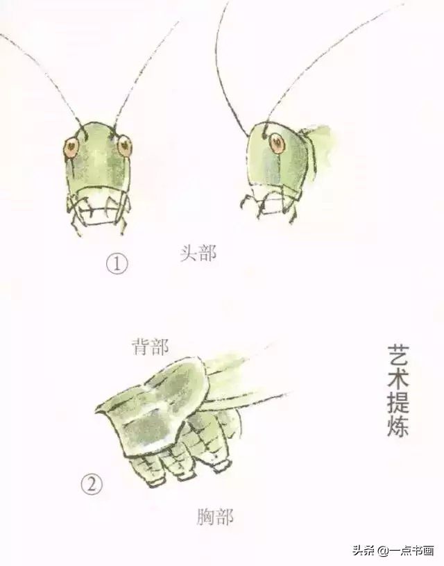 蝈蝈@国画教程——蝈蝈的画法