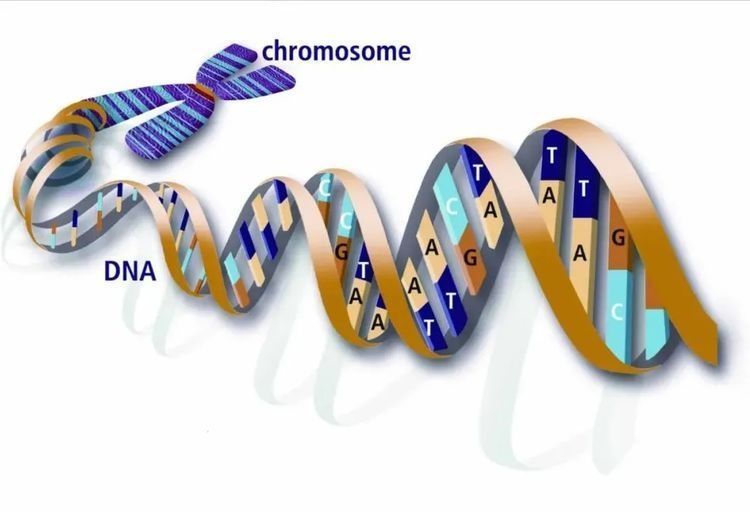 拷贝数|用了很多昂贵抗癌药仍没有得到有效控制?可能是忽略了基因检测