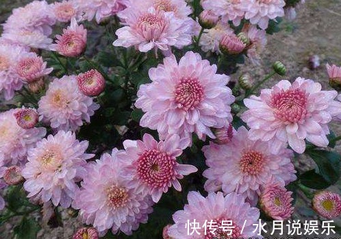 花色|这款植物全年开花,花色艳丽喜庆,比绿萝还好养,清香优雅