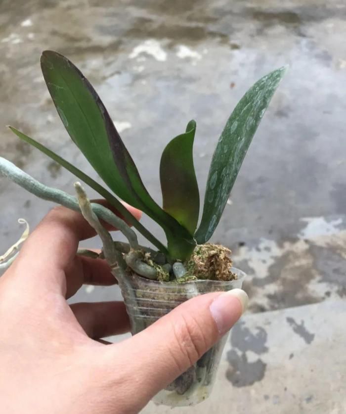 树根|5种花不用土，掰一块木板子来养花，跟着养护专家学起来！