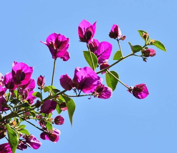 新手|老花匠“折磨”花有心得，花苞蹭蹭冒出来，不费心思新手都能操作
