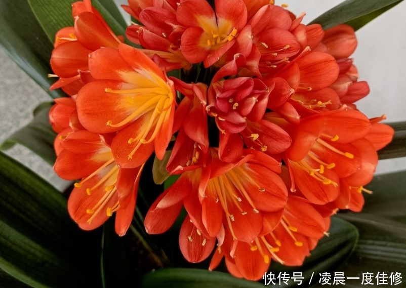 君子兰|夏季君子兰总是养不活是因为不知道这两点,今天教给你