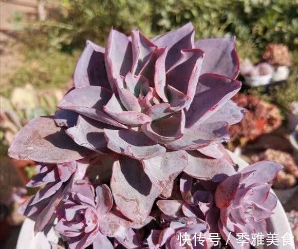 花友|多肉之所以养不好,全在“水”上,“不会”浇水,直接烂根