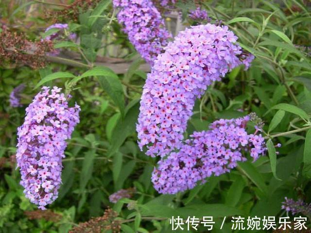 随心所欲|养花不能随心所欲，这几种花最怕“水”，浇多了烂根死翘翘