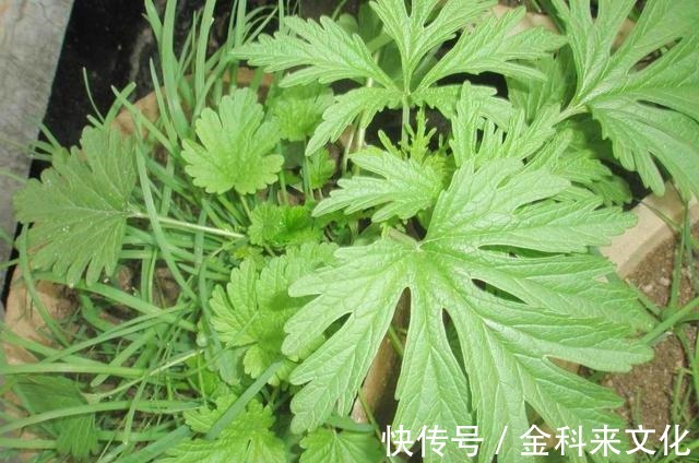 益母草|山里一种野草，长得十分普通，价值高作用多，对女性特别好