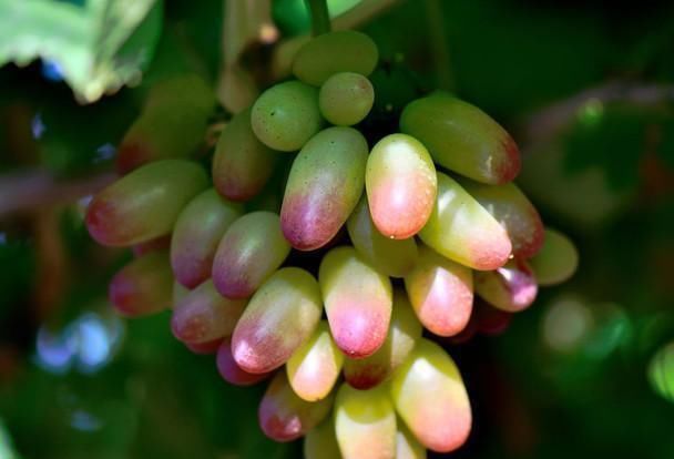常吃|皱纹“最怕”的几种食物, 女人要常吃, 每一口都是满满的胶原蛋白