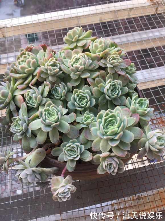 盆里加把灰，多肉一个月胖一圈，答案在这，其实很简单