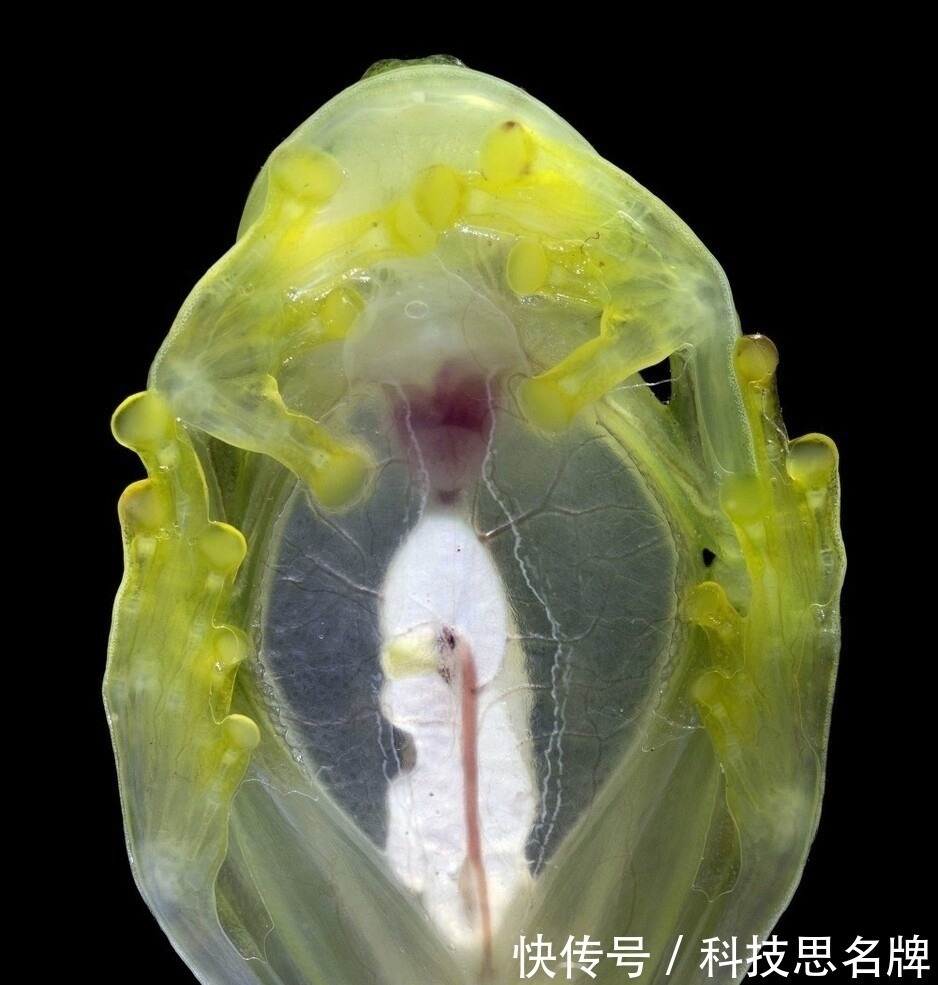 两栖动物&精雕玉琢知汝心,五脏六腑能一览无余的玻璃蛙,却是动物界好父母
