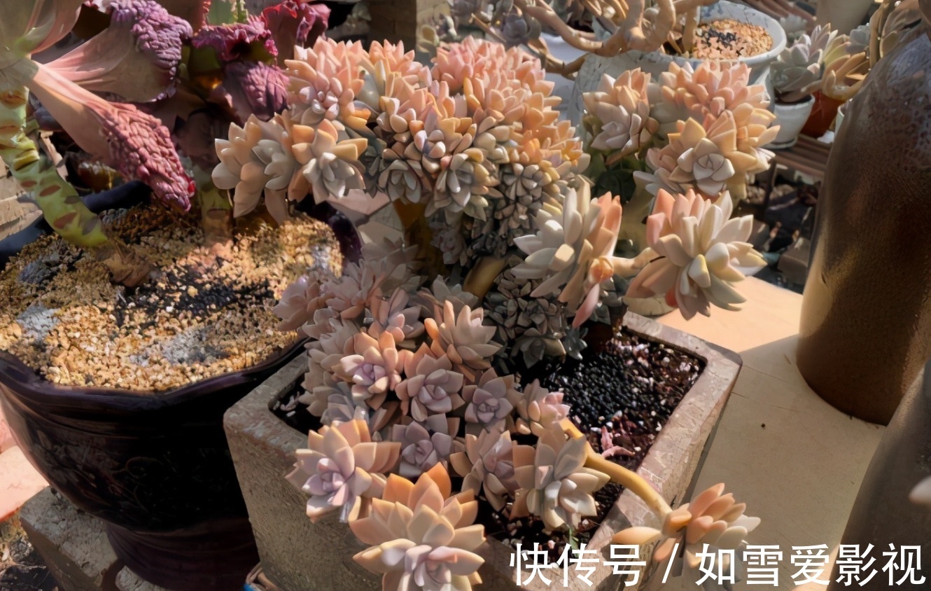 这1点没做好,多肉颜值会下降!看看高手怎么处理枯叶