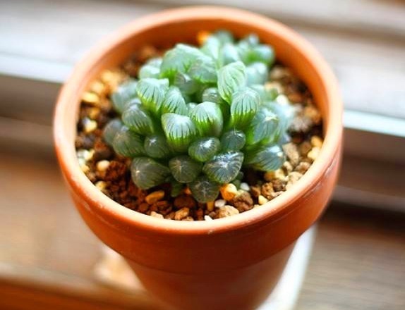 夏日炎炎,玉露就得“这么养”,能让叶子肉嘟嘟,更有养花体验