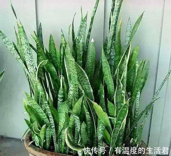 春季给花换盆,5个错误不要犯,不然服盆慢,难养活!