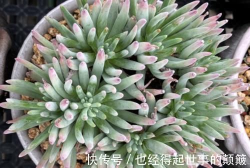 泥炭土|爱杜丽丝是仙女杯属的经典多肉,不但好养且养成老桩后充满沧桑感