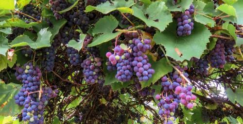 血管健康|“溶栓高手”已揭晓，3种常吃的食物上榜，看看有没有你喜欢吃的