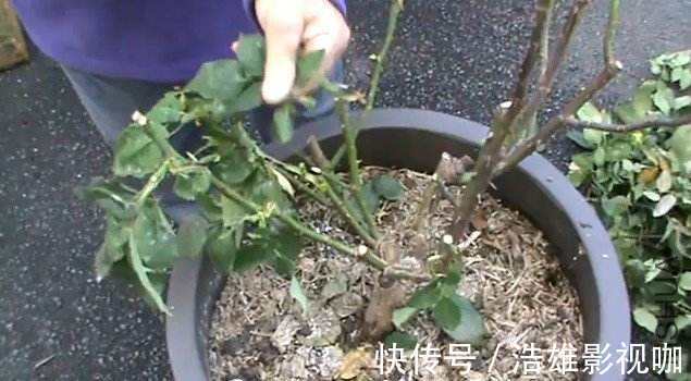 养花要舍得“剪头”，4种花“越剪越旺”，你做对了吗