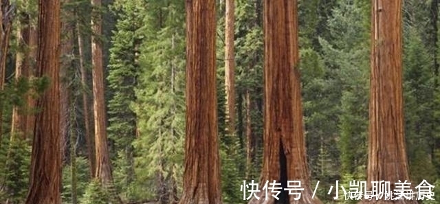 神树！把世界三地的神话连起来读，我们发现了一个完整的神树故事