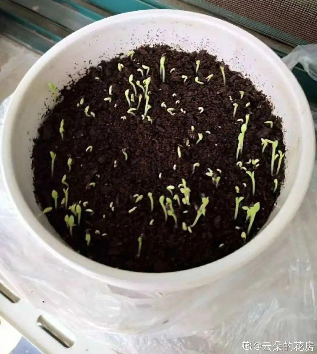 玉米棒子插盆里,7天冒出小森林,比绿萝吊兰好看