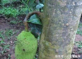 老茎生花,花儿竟不开在枝条上,此乃热带雨林特有的植物现象!