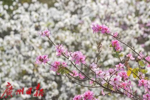 就在广州市区！“粉色梦境”藏身海珠湿地