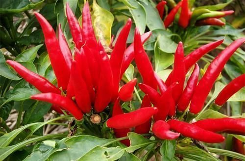 血管|高血压最怕的3种食物,经常吃点,血管畅通,血压蹭蹭降