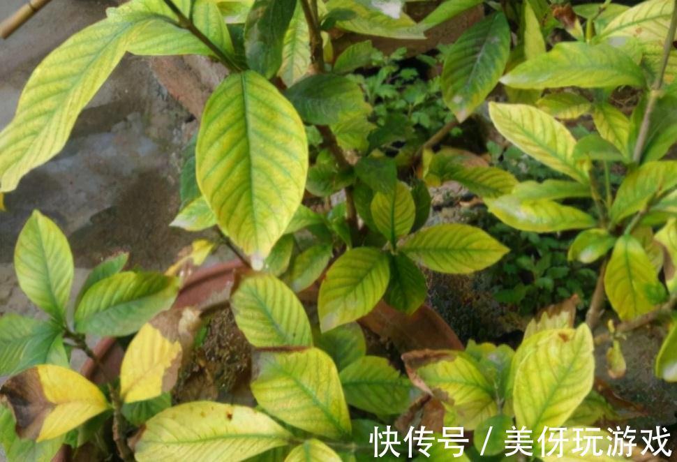 养花肥“又杂又贵”?认清3元素,花几块钱,养一百种花