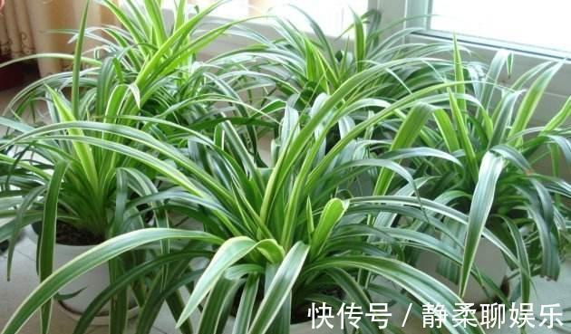 吊兰“干尖黄叶”,注意3个方面“不达标”,别忽视!