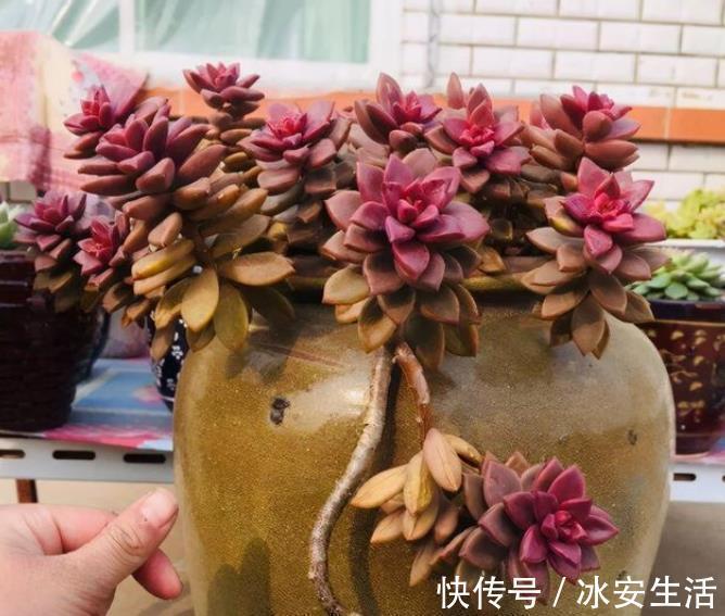 家里的破瓦罐破坛子,丢了真可惜,用来养多肉别有一番韵味