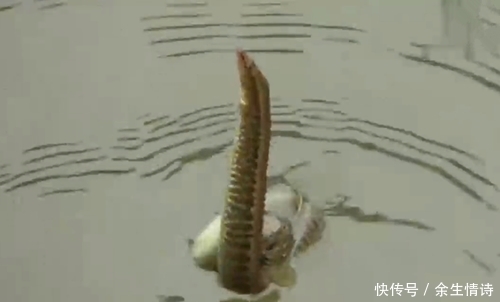 点害怕|钓获2条野货,不敢取钩,网友:刀鳅,现在少见,一斤几十块钱呢