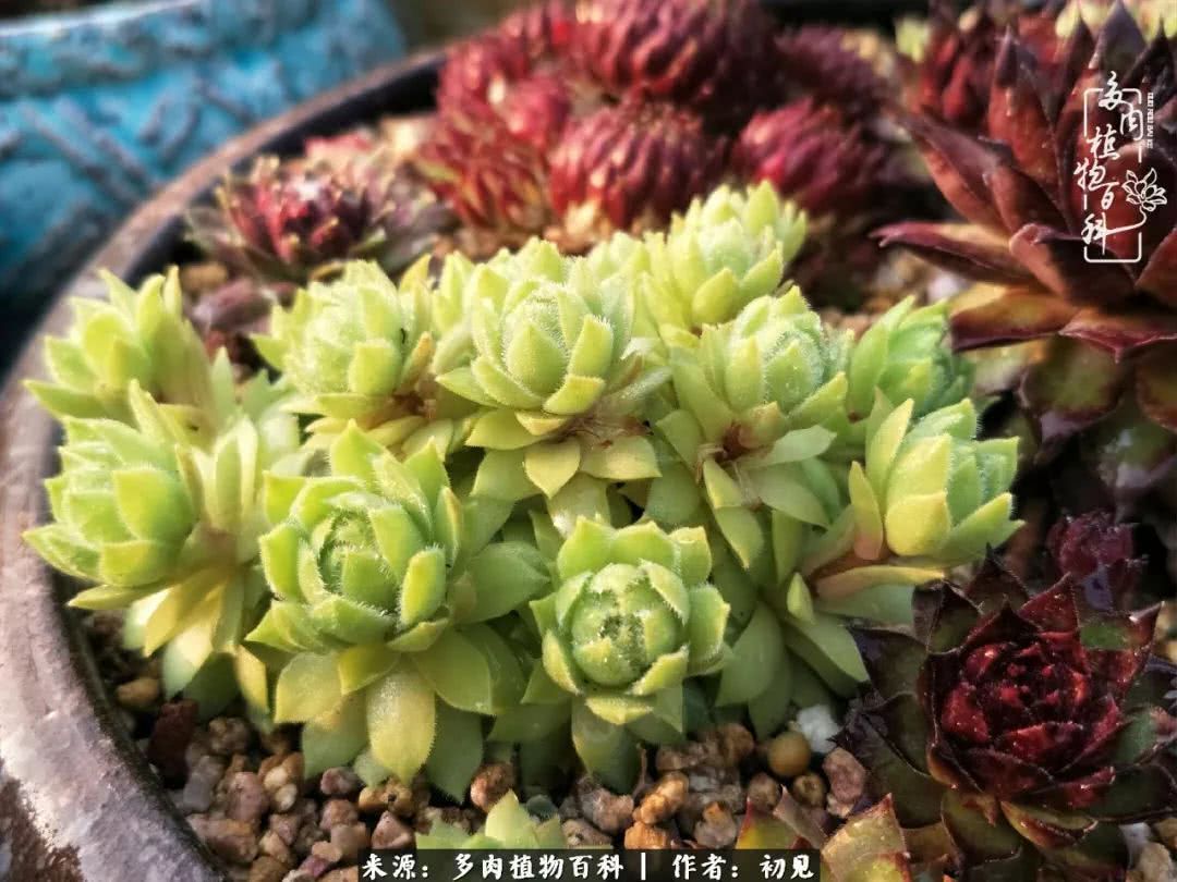 养多肉四周年，从初见到爱恋！幸福一直藏在浅薄的日子里！