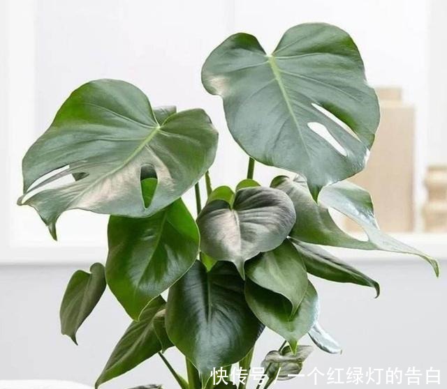 室内养6种植物,能净化空气环境,点缀家居、有益健康!