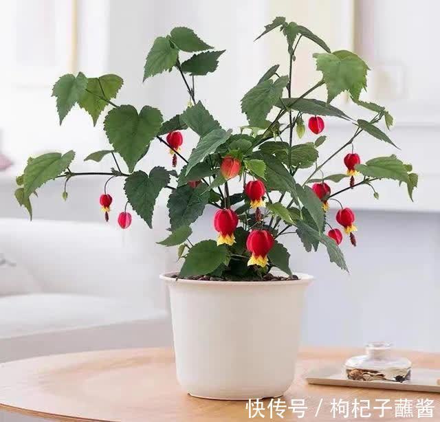 春天养蔓性风铃花，做好这几件事，枝头挂满“红灯笼”，漂亮极了