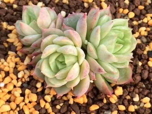 能养出果冻色更好，没状态也不丑的多肉酸橙辣椒，颜色清脆很清新