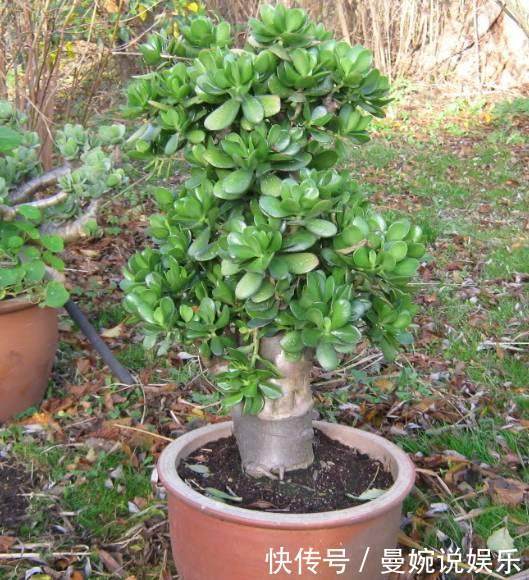 随便掐个枝叶都能养活的4种盆栽植物,不用你管就能爆盆!