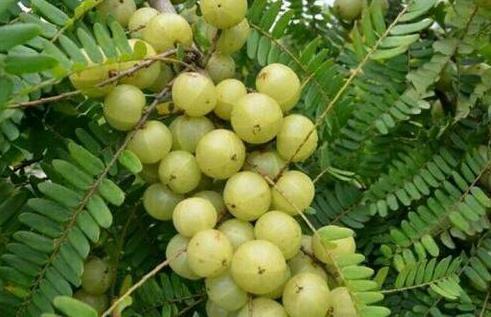 整年|咳嗽久咳不愈,多用此果泡水,坚持三天,利咽喉,整年不咳嗽