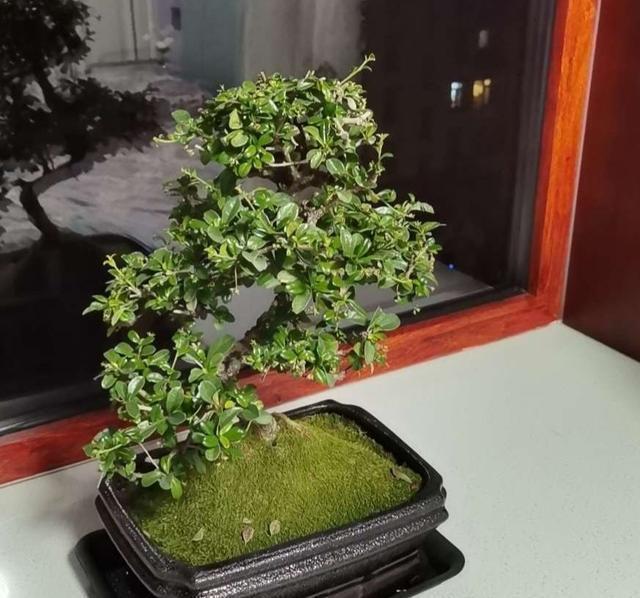 养护|最值得养护的盆景,清秀文雅,养成漂亮老桩能活30年