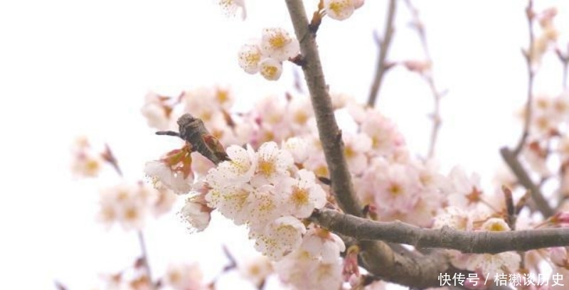 写得极为|陆游78岁时写下的这首咏梅诗,同样很经典,写出了最悲情的梅花