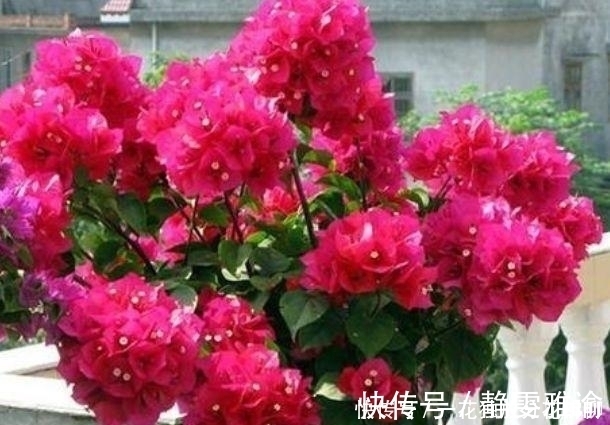 睡莲|4种花漂亮花,好养易活开花大,比绿萝美10倍