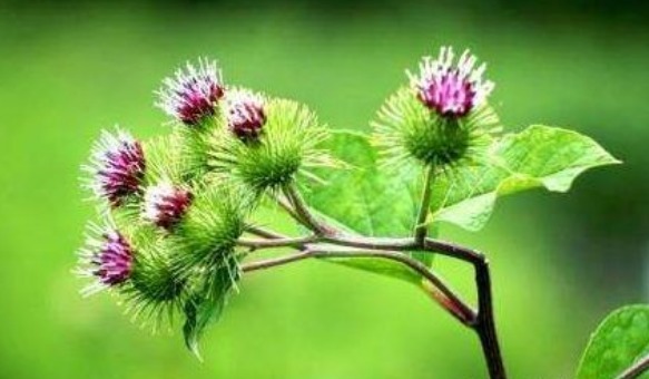 除草|牛蒡有“东洋参”的美誉,补肾壮阳,掌握五点,种出优质的牛蒡