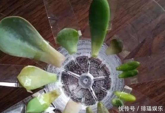 多肉养殖，就用这1种“神器”，植株生根快，长得“翠绿欲滴”