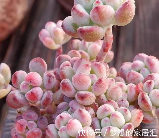 简单易明的4个方法,让新养多肉能够快速服盆