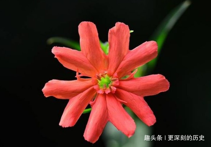 此花富丽多彩秀丽典雅，显得独特又寂寞，给人一种孤独的美