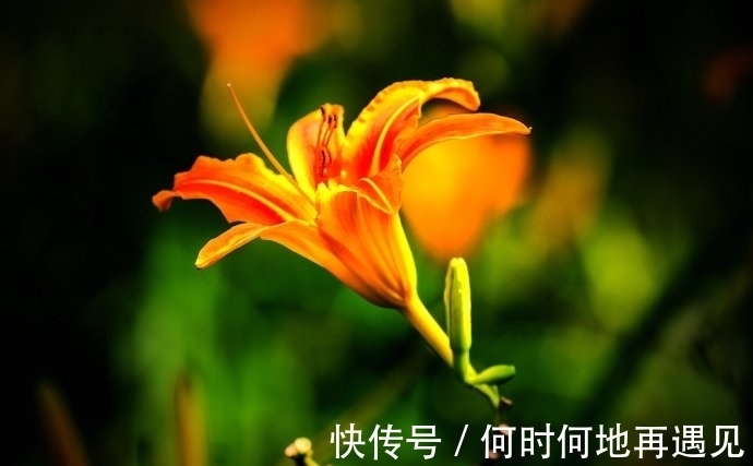 在中国古老广袤的大地上绽放了几千年的中国母亲花——萱草花