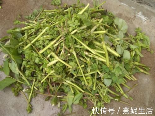 欧芹|农村最常见的一种野菜,可以有效治疗头痛,可惜知道的人很少