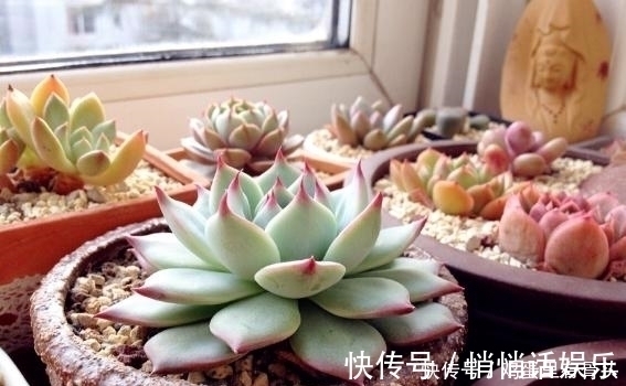 家庭种植多肉植物就用“此东西”！又漂亮又有创意！
