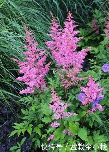 6种耐阴开花两不误的花，冬天养护也简单，开花很亮眼